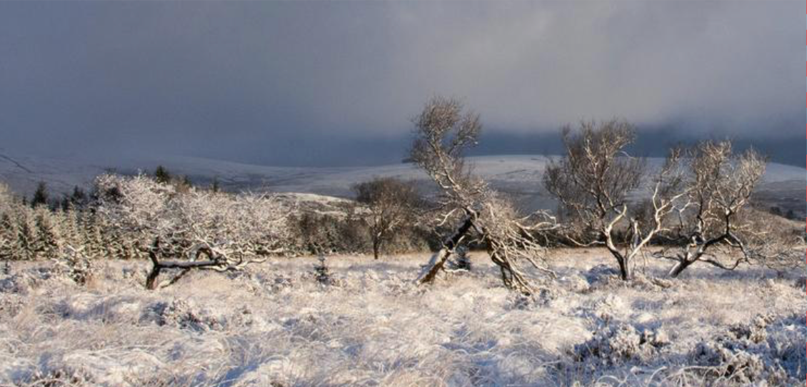 After the Snowfall | Christmas Card