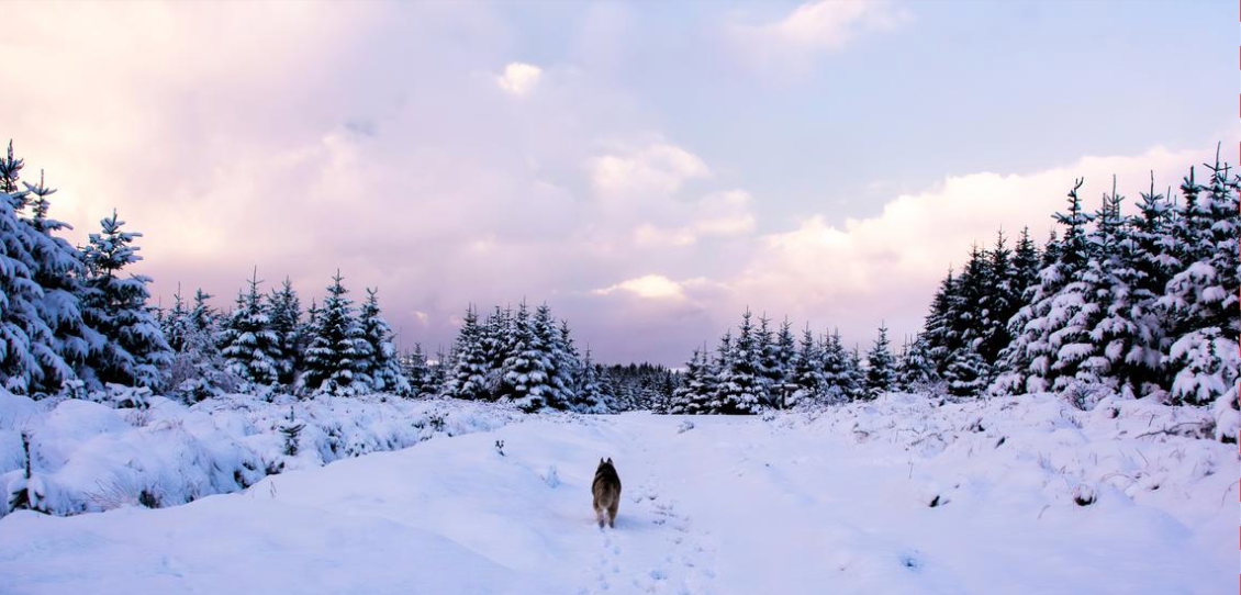 Tracks in the Snow | Christmas Card