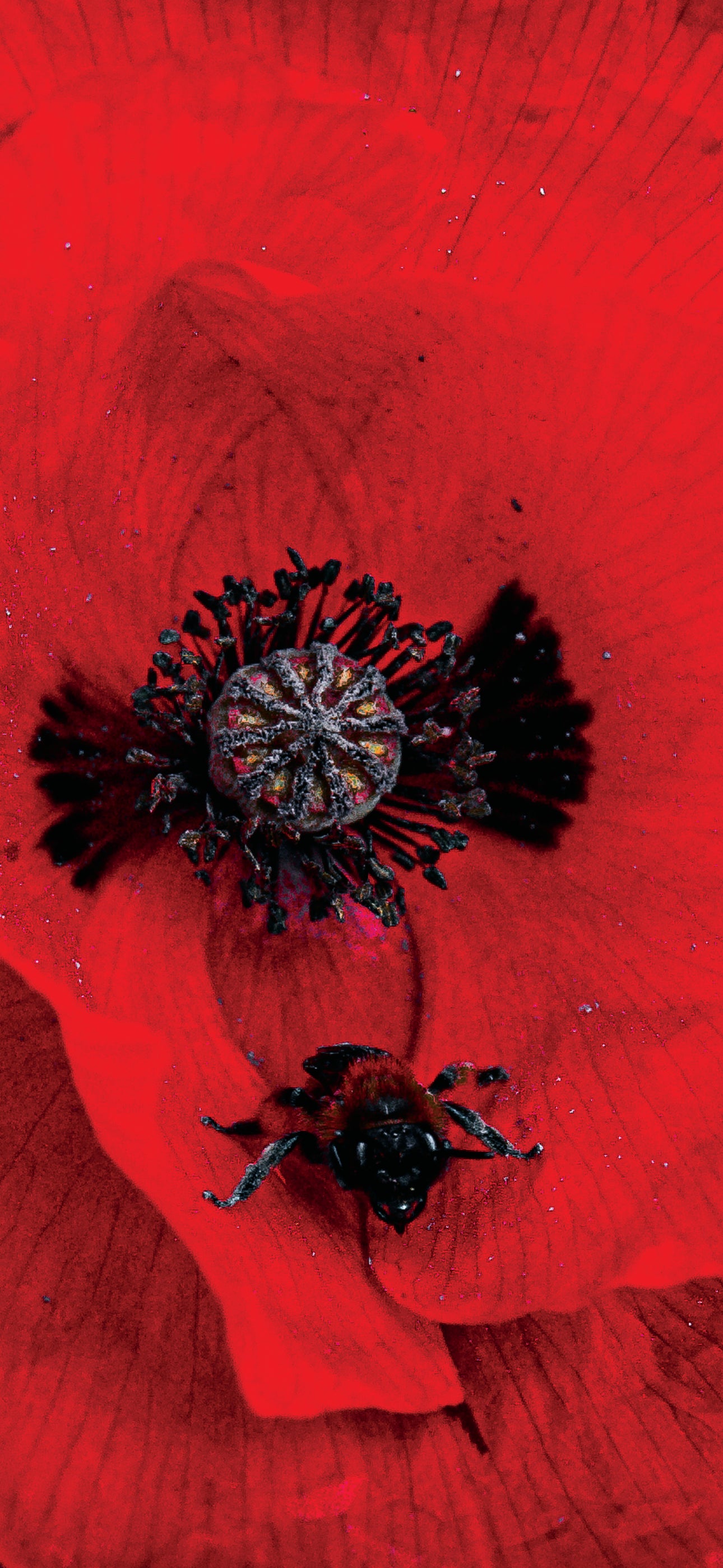 Poppy Bee — Phone Wallpaper