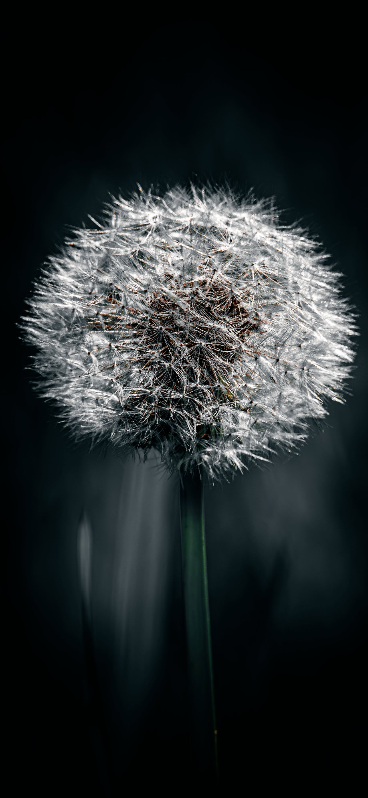 Dandelion Clock — Phone Wallpaper