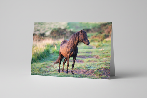 Dartmoor Hill Pony - Studio Redo