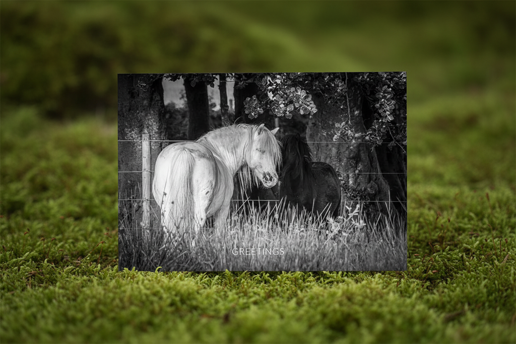 Dartmoor Hillies - Mossy Mockup