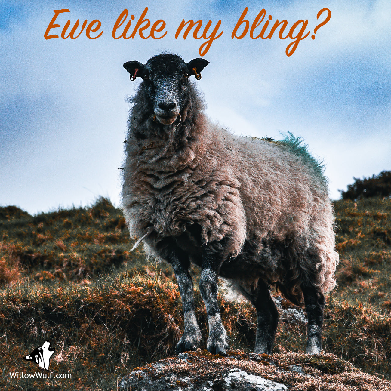 Ewe Like My Bling? Magnet