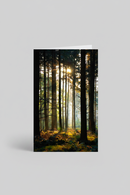 Forest Gold - Clean Studio Mockup