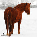 The Ginger Magnet