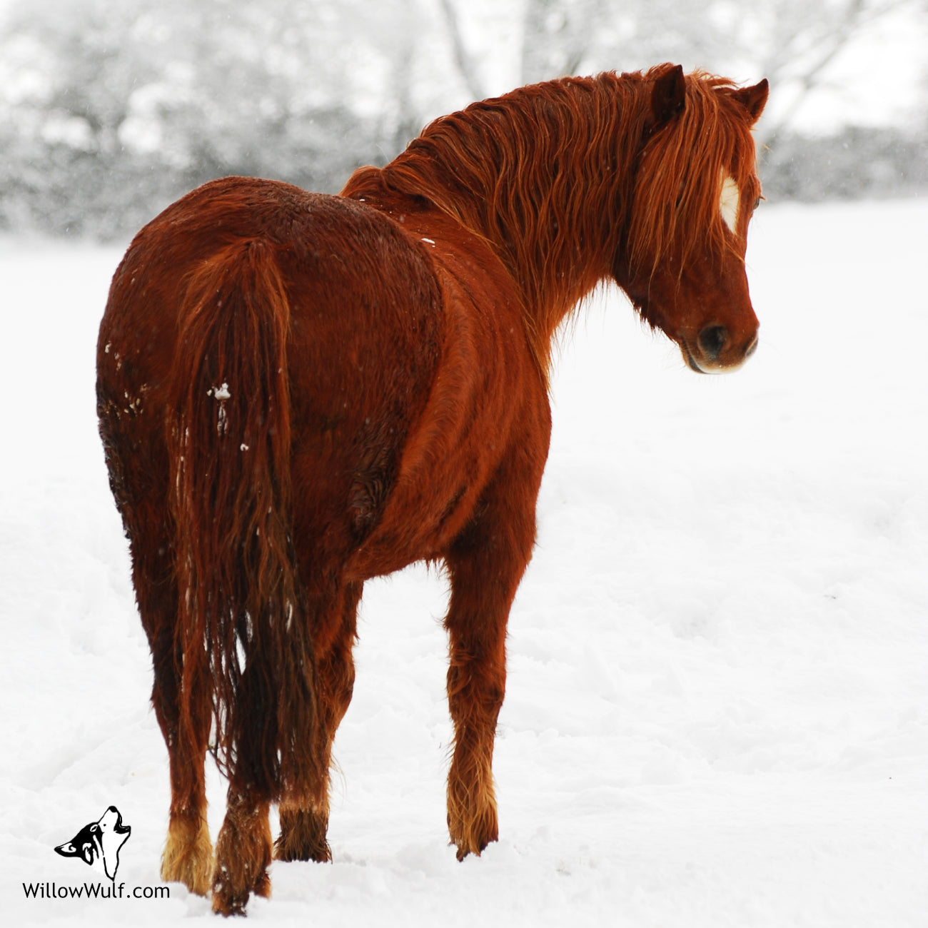 The Ginger Magnet