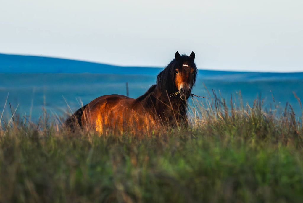 Golden Brown bay horse standing in long moorland grass, Dartmoor
