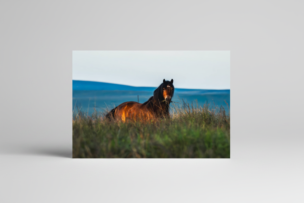 Golden Brown - Studio Shot