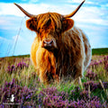 Hellooo Highland Magnet