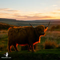 Sunset Highland Cow Magnet