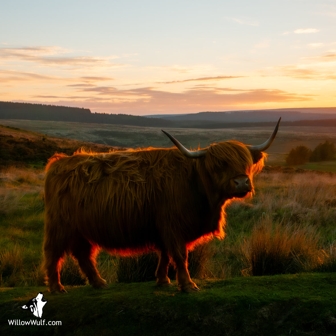 Sunset Highland Cow Magnet
