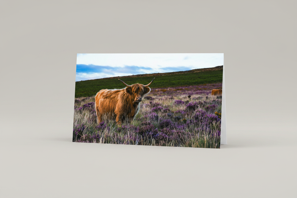 Highland in Heather - Studio Redo
