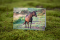 Hill Pony - Mossy Mockup Retry