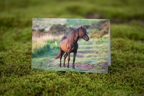Hill Pony - Mossy Mockup Retry