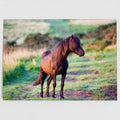 Dartmoor Hill Pony 7x5 Greeting Card