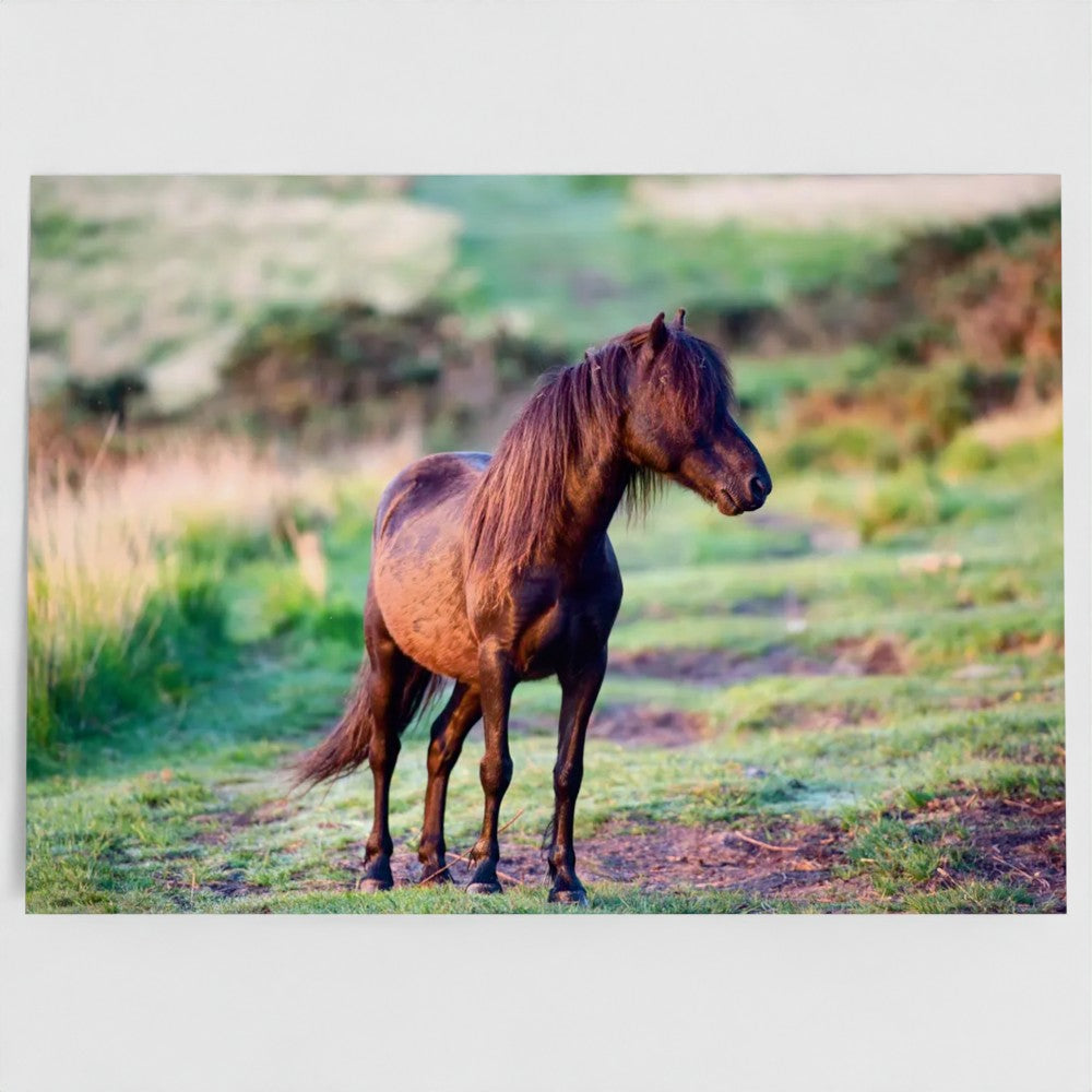 Dartmoor Hill Pony 7x5 Greeting Card