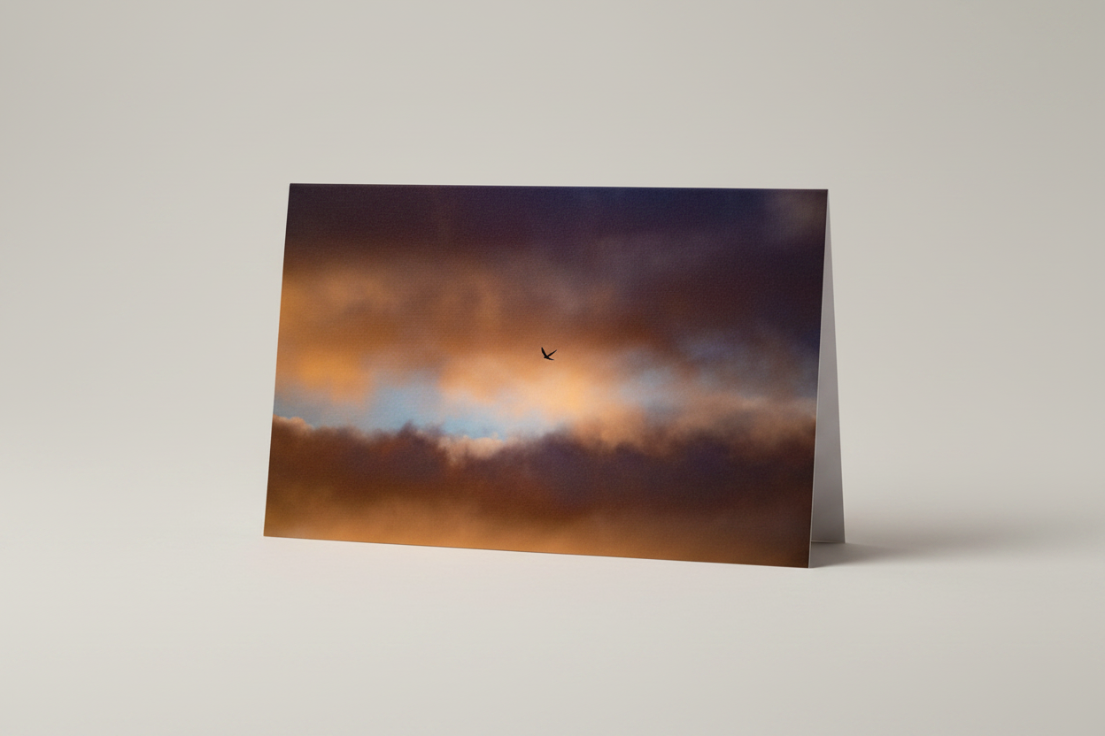 Kestrel Against Sky - Studio Redo