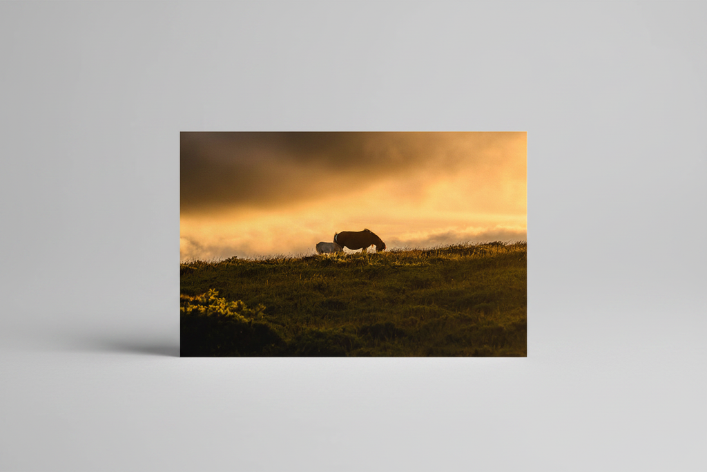 New Life on the Moors - Clean Studio Mockup