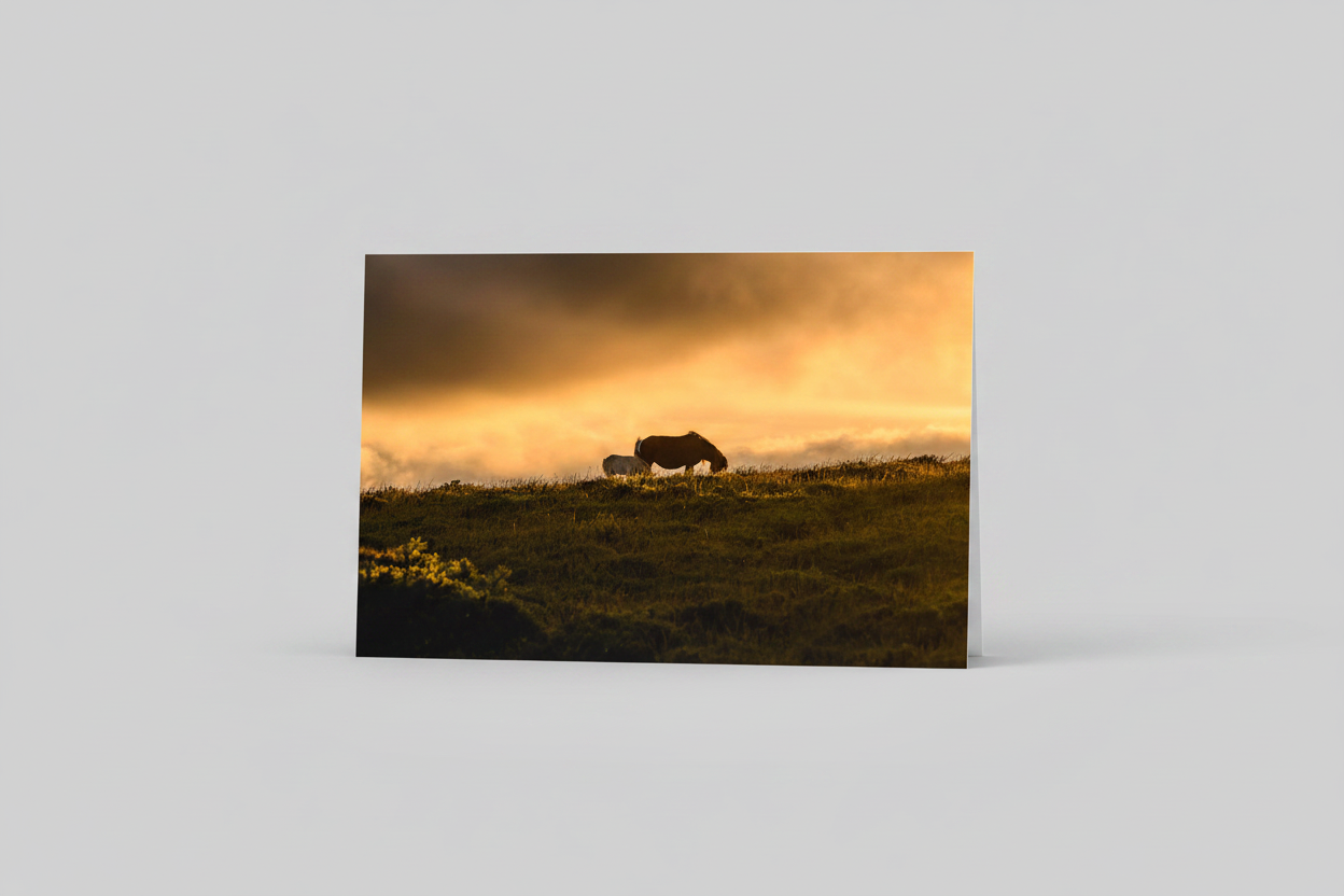 New Life on the Moors - Studio Redo