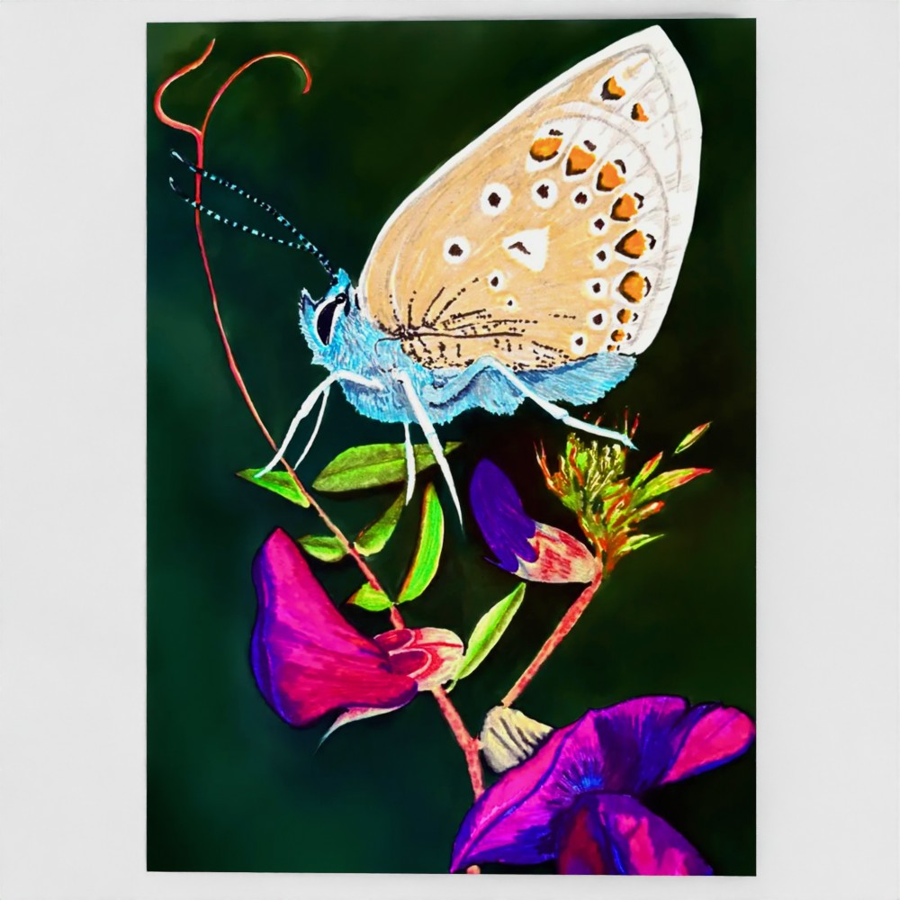 Butterfly on Vetch 7x5 Greeting Card