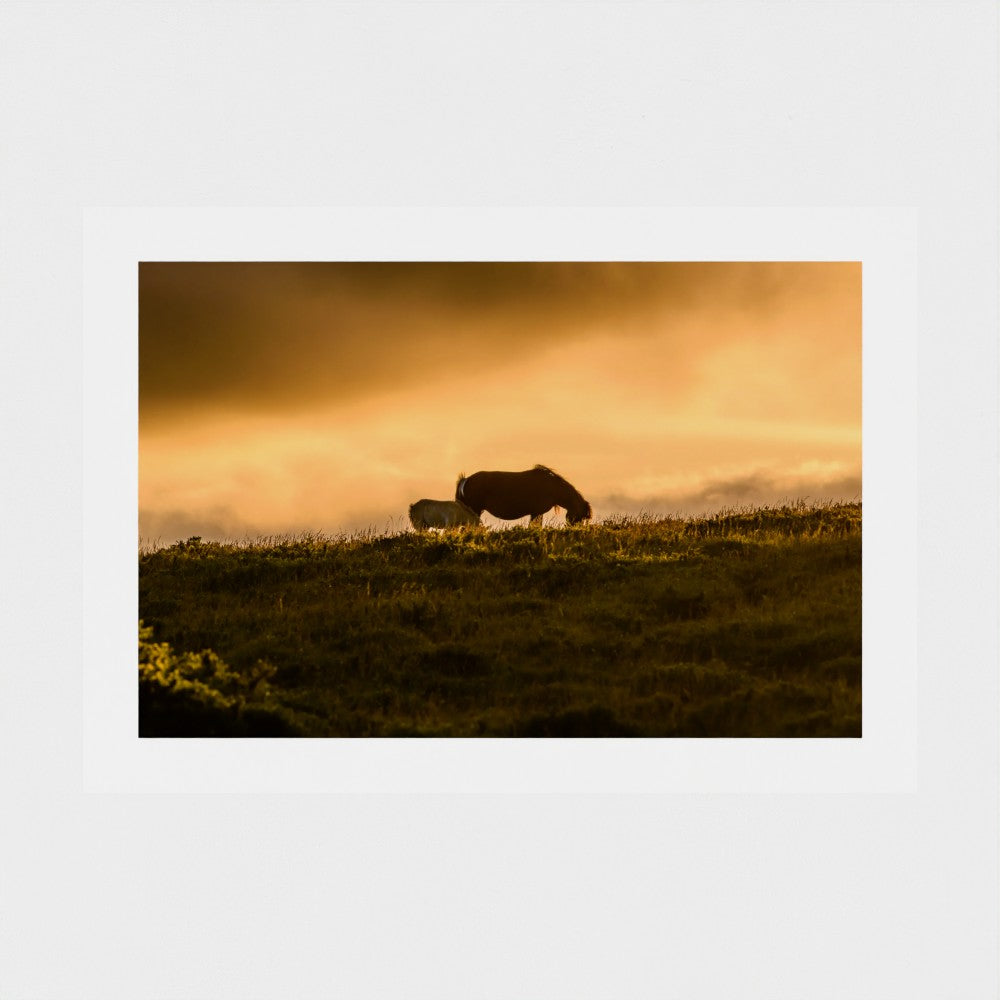 New Life on the Moors