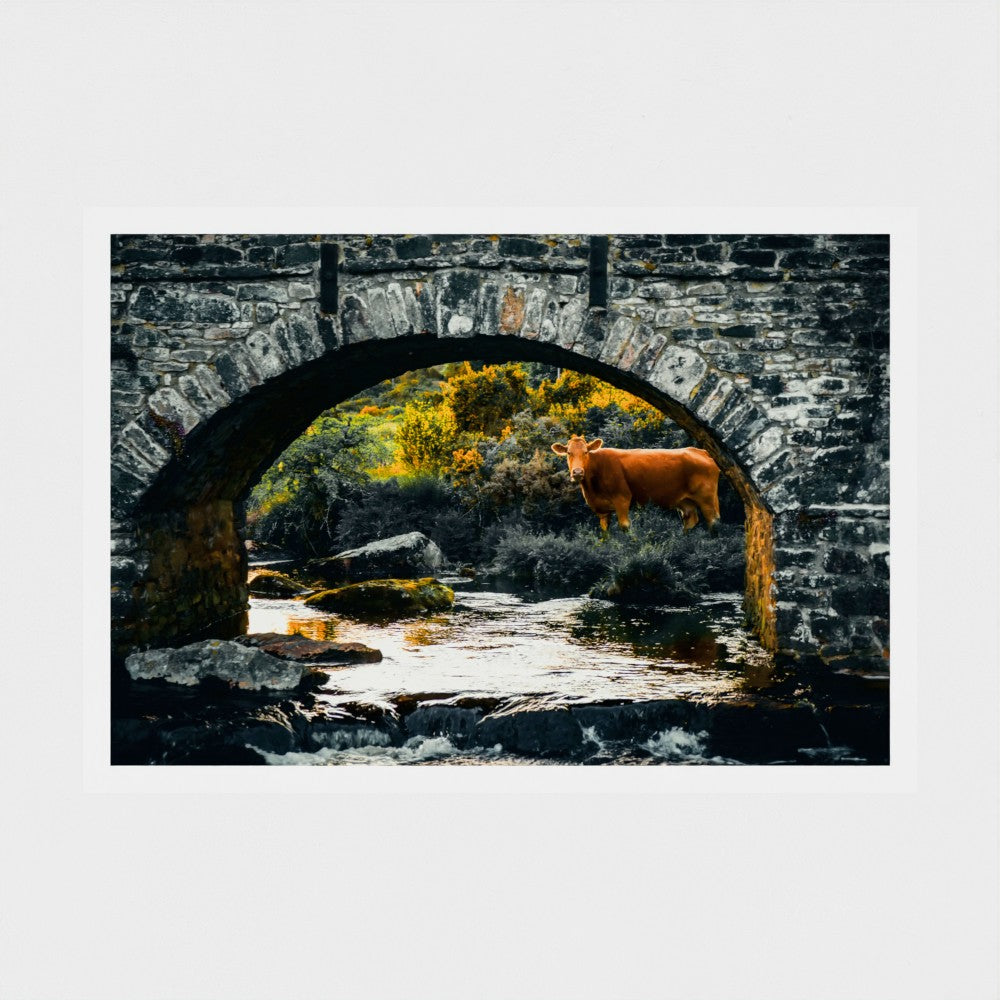 Under the Bridge