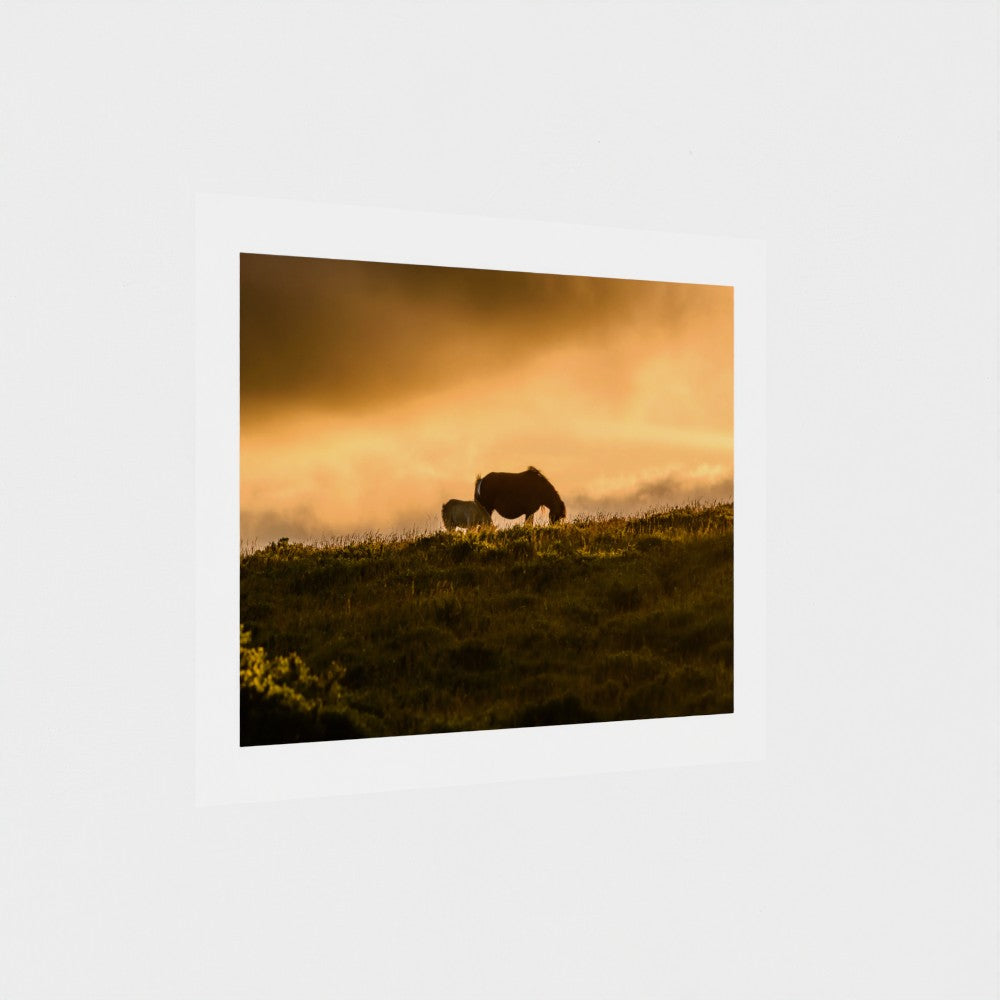 New Life on the Moors