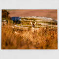 Wild Roe Deer of Bellever Forest 7x5 Greeting Card