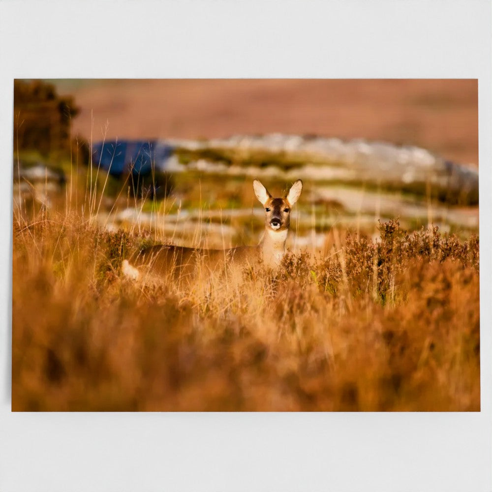 Wild Roe Deer of Bellever Forest 7x5 Greeting Card