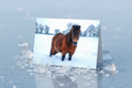 Shetland in Snow - Frost Mockup