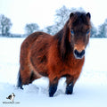 Shetland in Snow Magnet