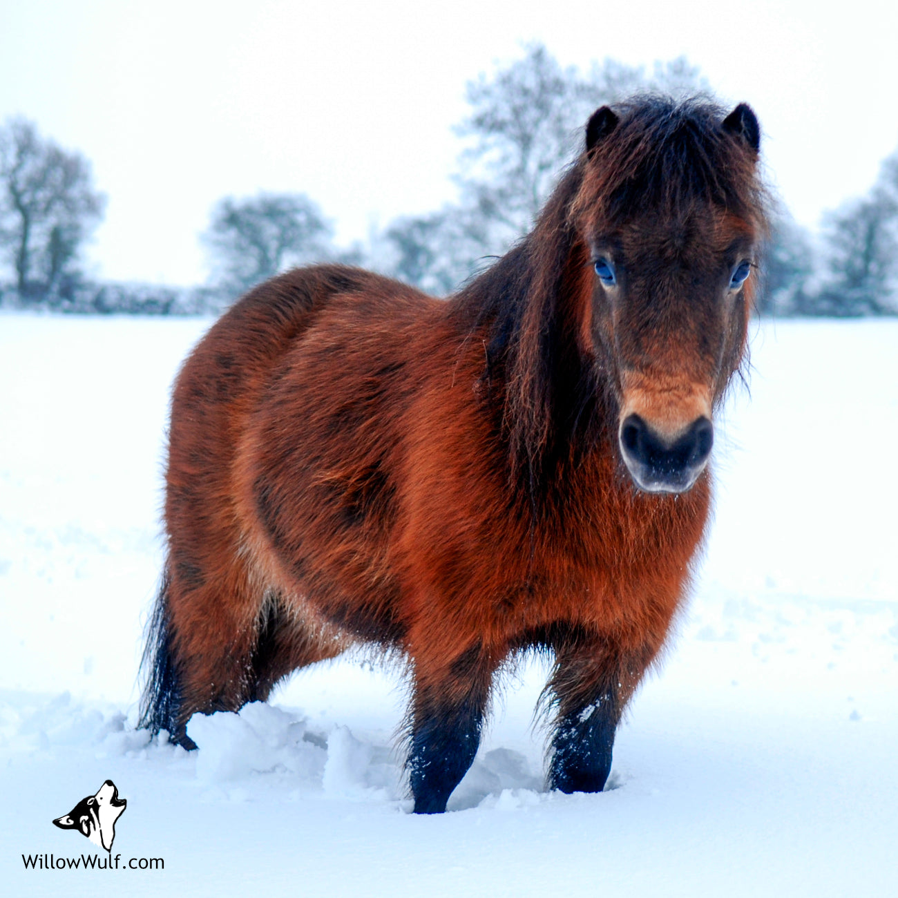 Shetland in Snow Magnet