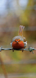 Robin on the Wire — Phone Wallpaper